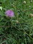 Serratula tinctoria, Färberscharte, Färbepflanze, Färberpflanze, Pflanzenfarben,  färben, Klostergarten Seligenstadt